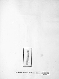 Acrospermum compressum image